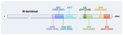 Histone methyltransferase SETD2: An epigenetic driver in clear cell renal cell carcinoma